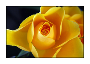 DSC_0129-acs-yellow-rose-4630002