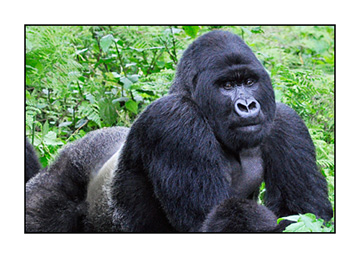 Gorillas-Day-2-(193)-debrah-alamillo-8x10-adjusted-with-layers-tighter-crop1