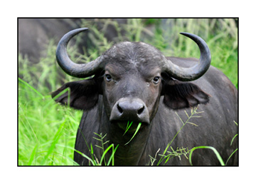 _DSC4610-46300-young-cape-buffalo02