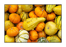 _DSC7680-card-pumpkins-and-gourds-46300-bright-contrast02