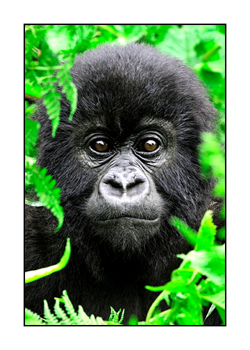 Gorillas-Day-2-(790)-adjusted-with-levels-8x10102