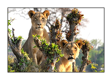 lions-one-standing-makalolo-adjusted-8511-300-card-adjusted104