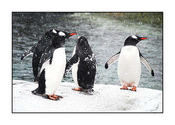 penguins-in-snow-adjusted-with-layers-8x101
