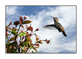 hummingbird-sky02
