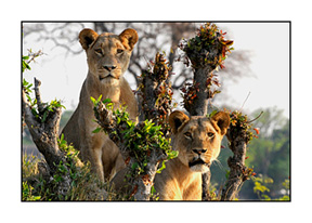 lions-one-standing-makalolo-adjusted-8511-300-card-adjusted103