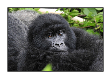 rwanda-Gorillas-Day-2-(732)