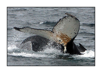 whale-photo-antarctica-marc
